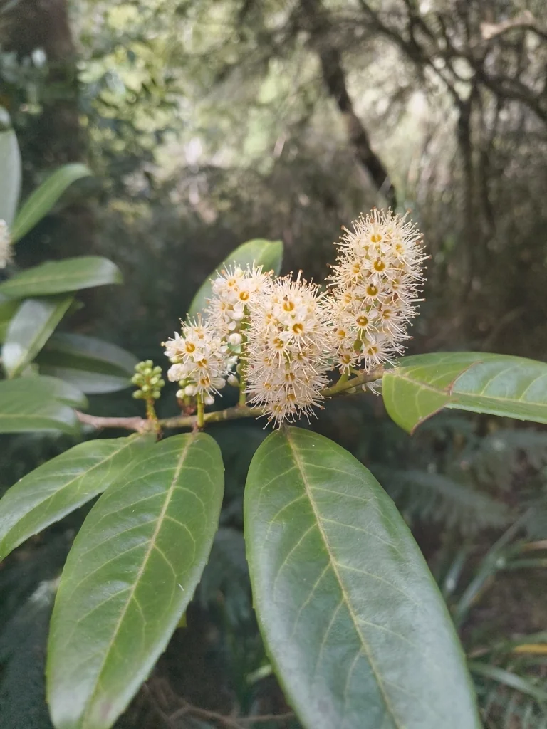 Prunus Laurocerasus