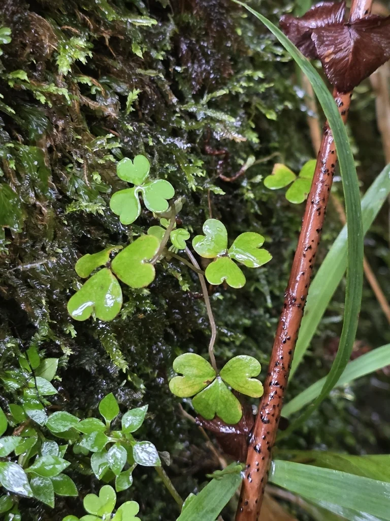 Oxalis Magellanica