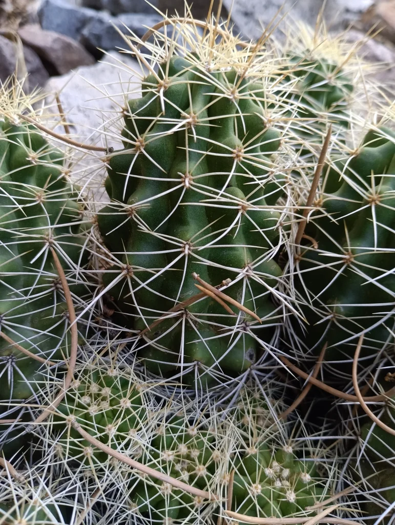 Echinocereus Triglochidiatus