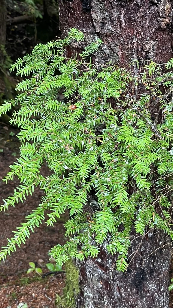 Tsuga Heterophylla