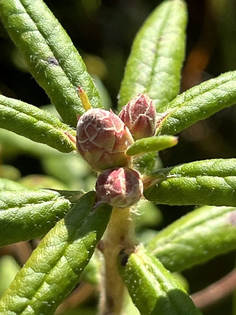 Rhododendron Groenlandicum
