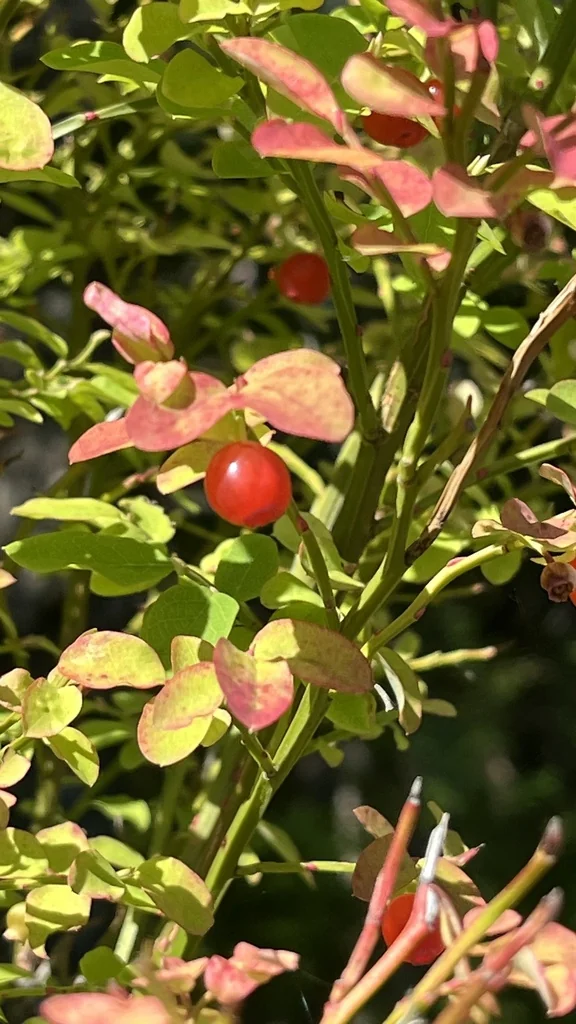 Vaccinium Parvifolium