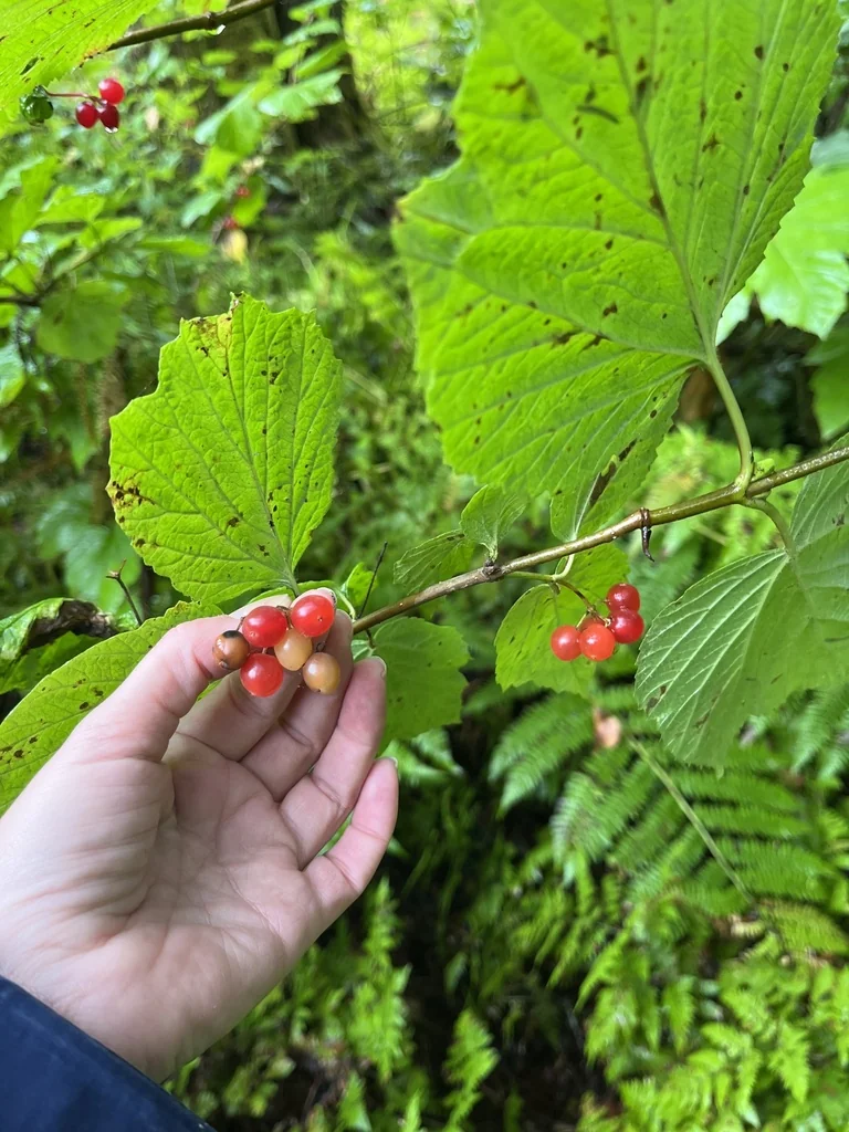 Viburnum Edule