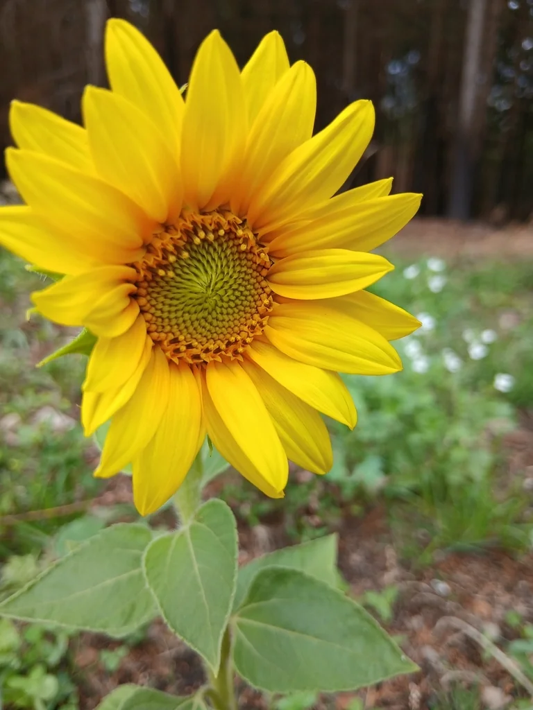 Helianthus Annuus