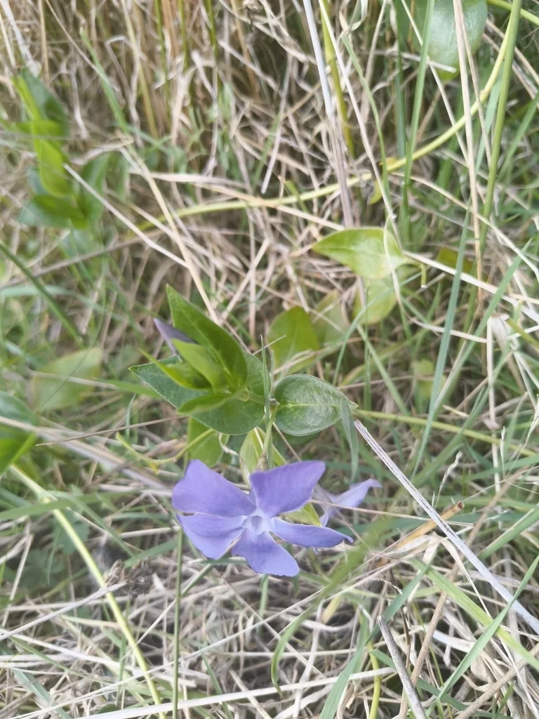 Vinca major