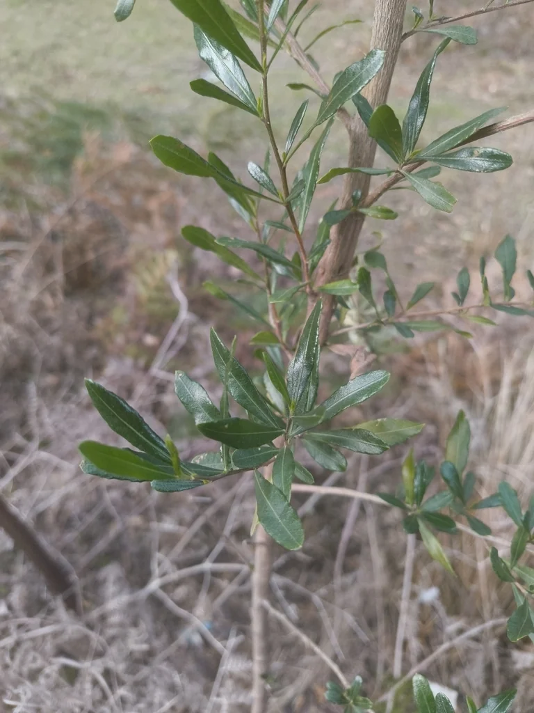 Dodonaea Viscosa