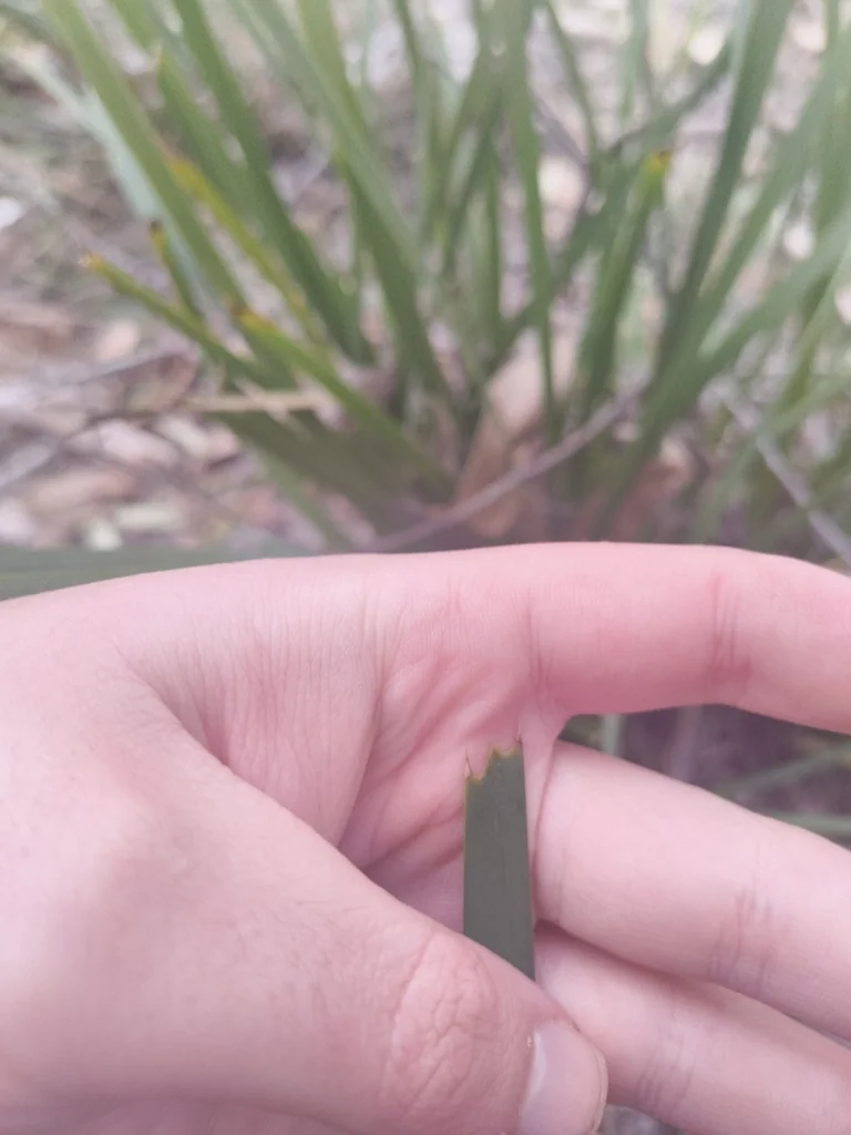 Lomandra Longifolia