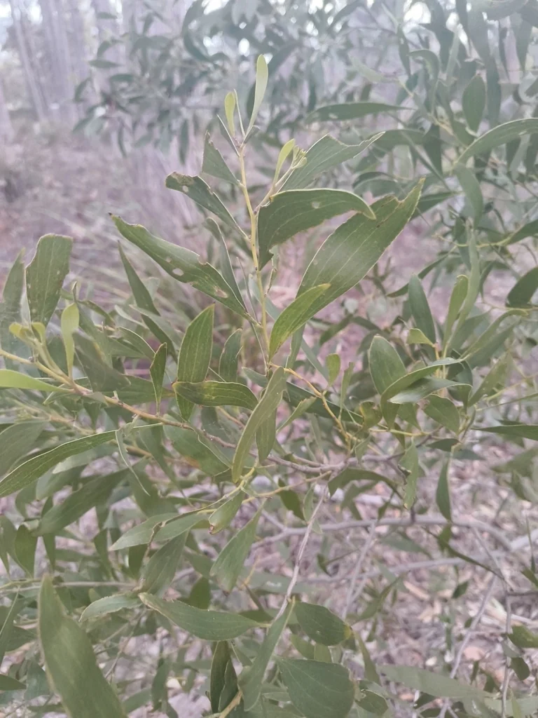 Acacia Melanoxylon