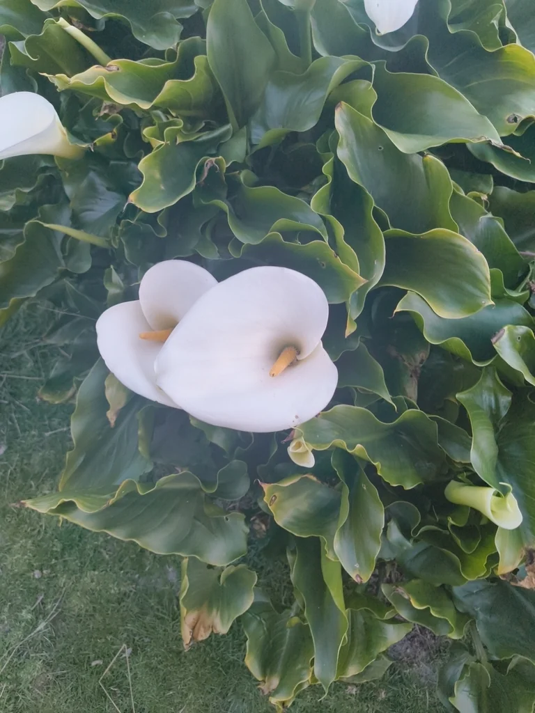 Zantedeschia Aethiopica