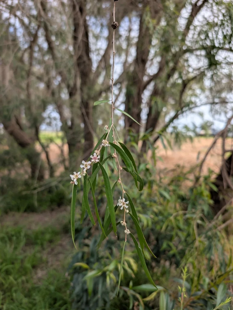 Agonis Flexuosa