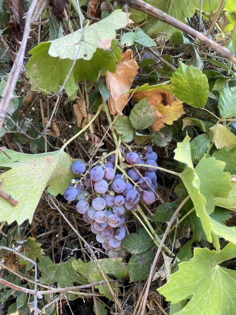 Vitis Vinifera