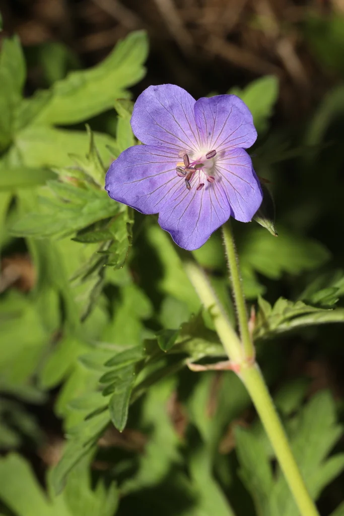 Geranium pratense