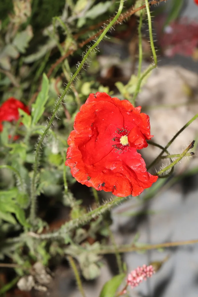 Papaver Rhoeas