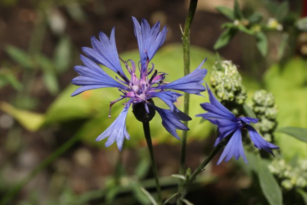 Centaurea Cyanus