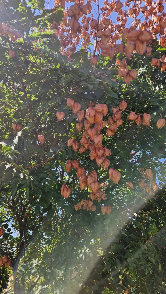 Koelreuteria Paniculata
