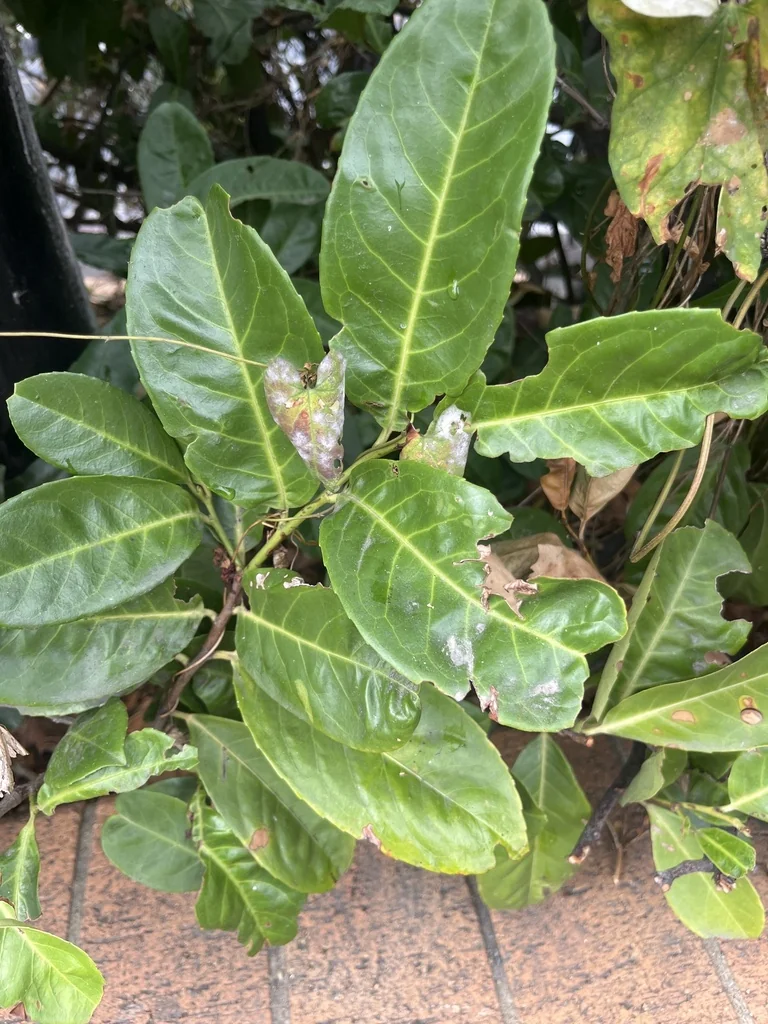 Prunus Laurocerasus