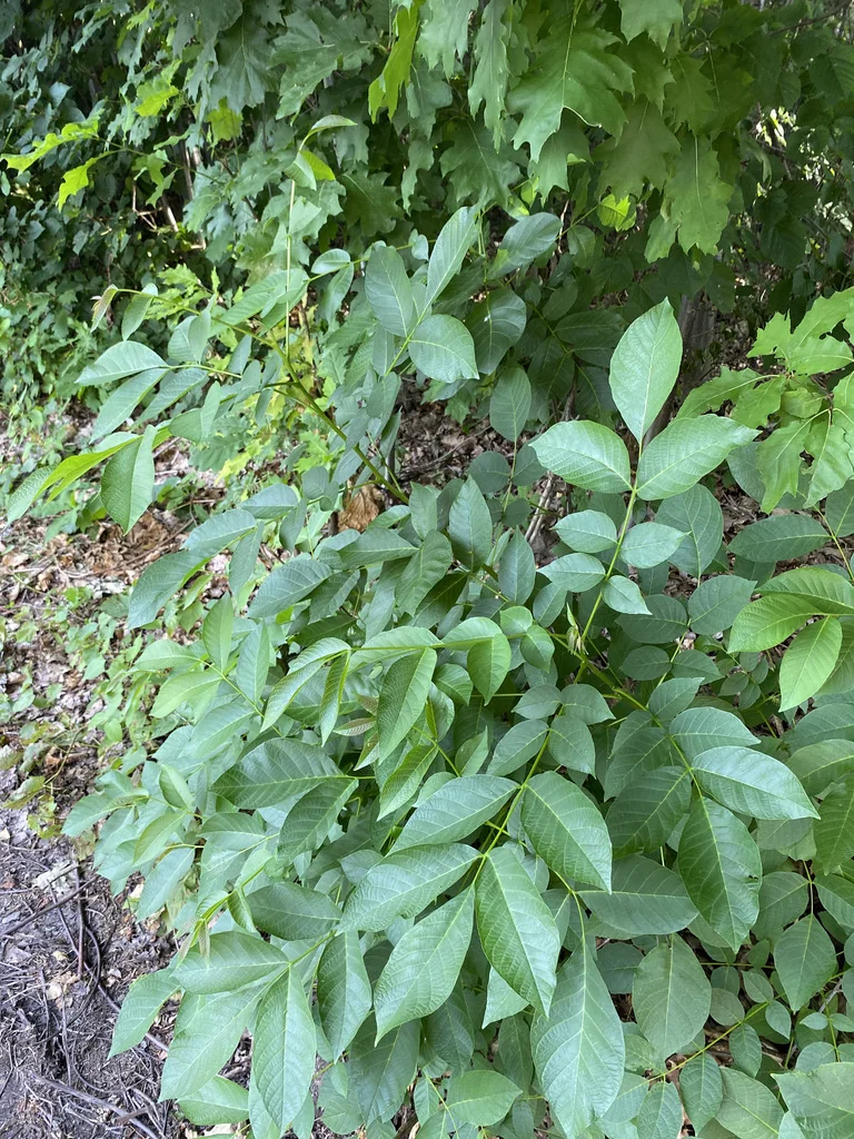 Juglans Regia