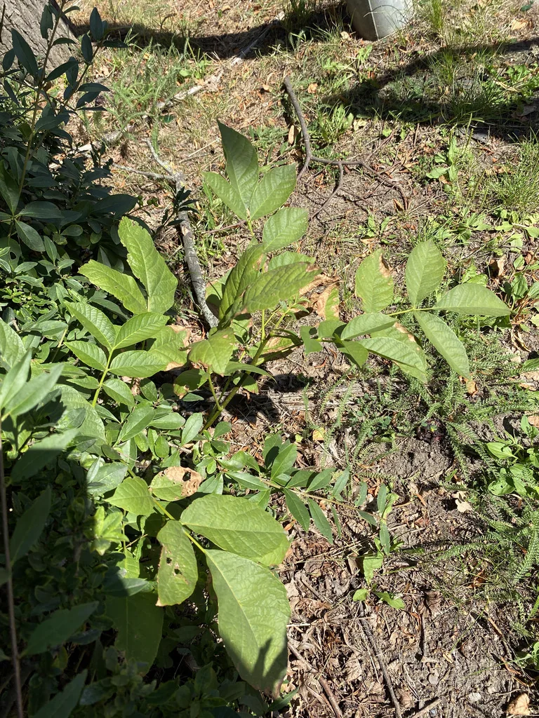 Juglans Regia