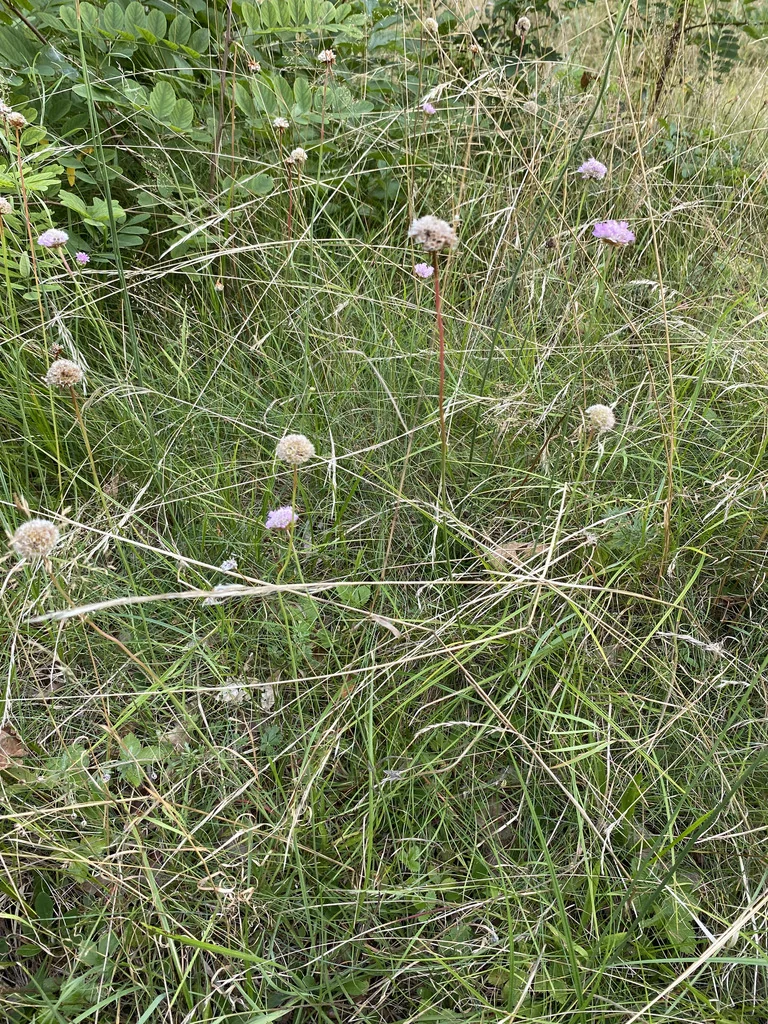 Armeria Maritima