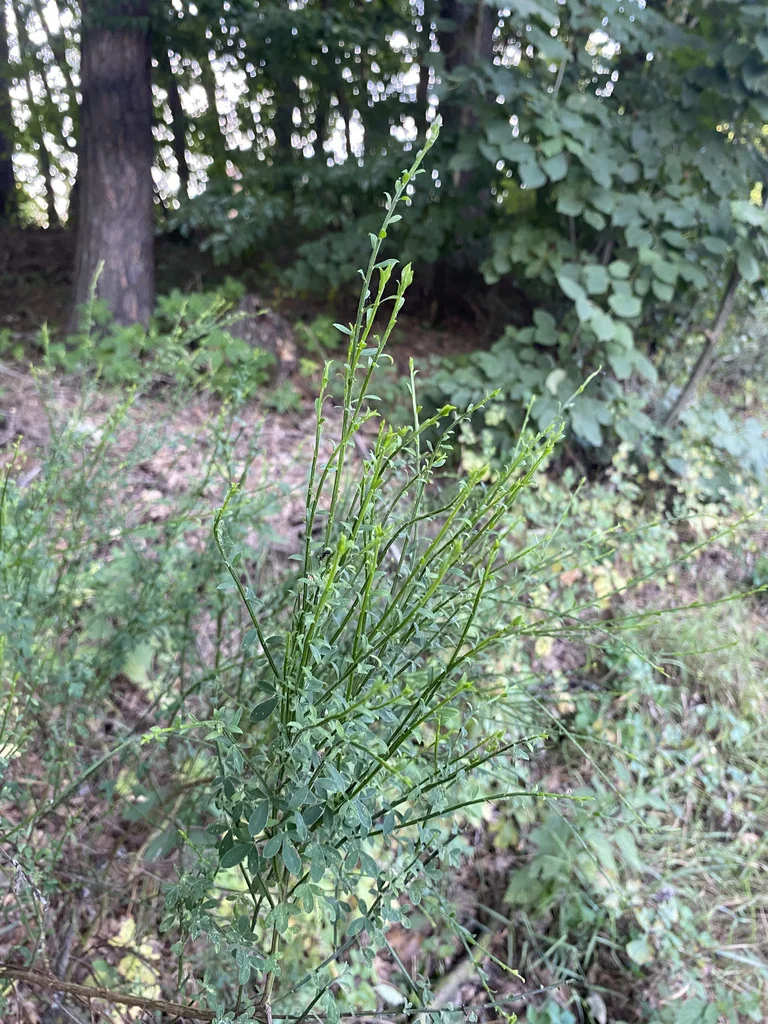 Cytisus Scoparius