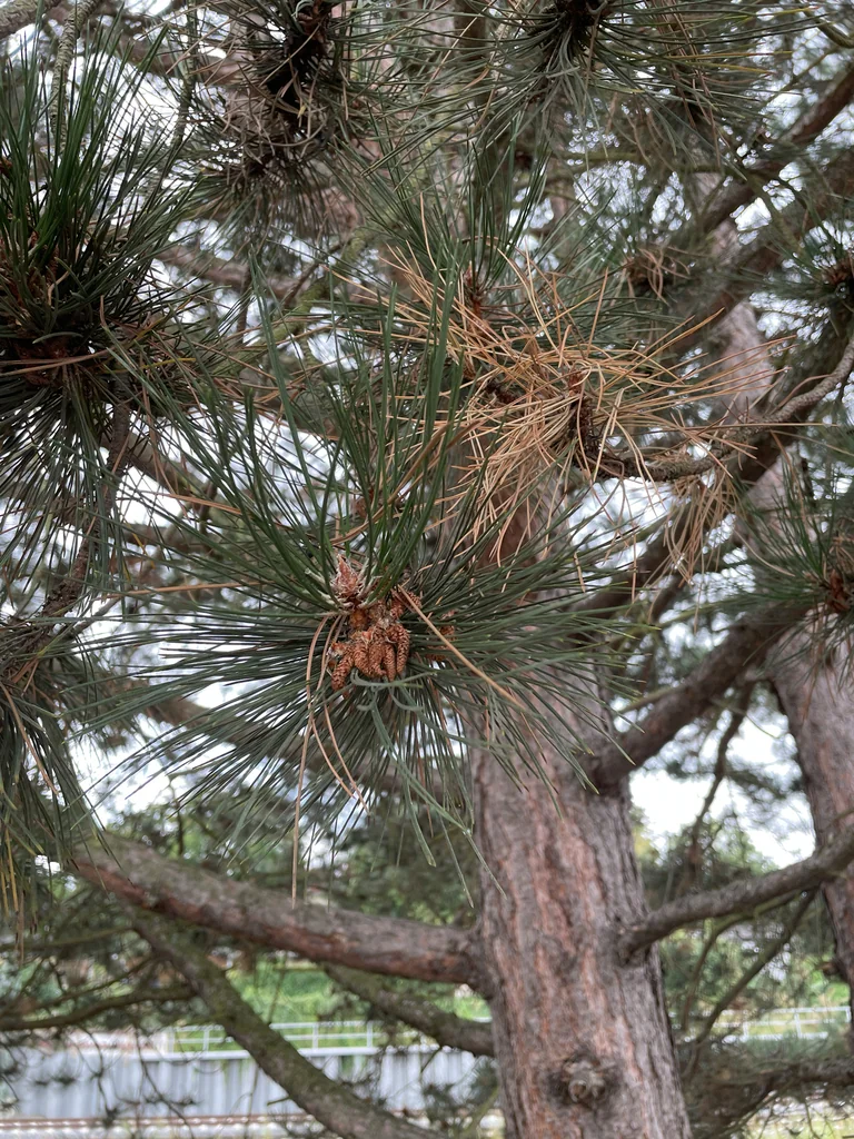 Pinus nigra