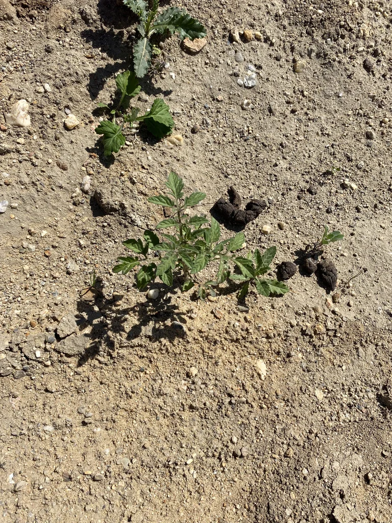 Solanum lycopersicum