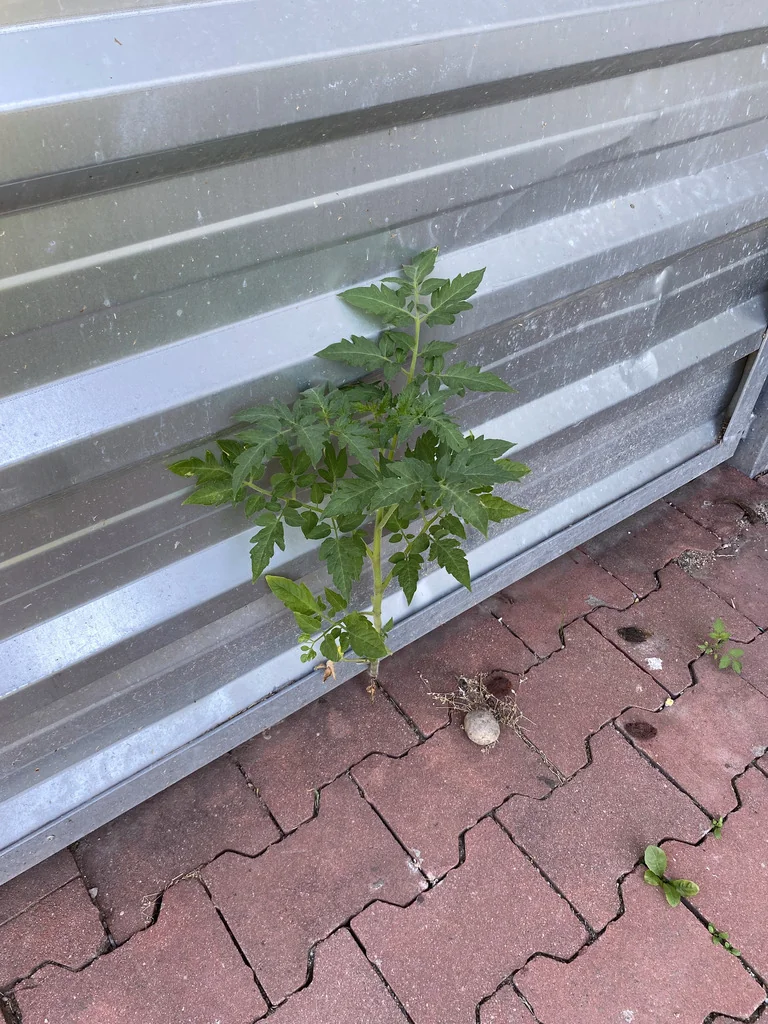 Solanum lycopersicum