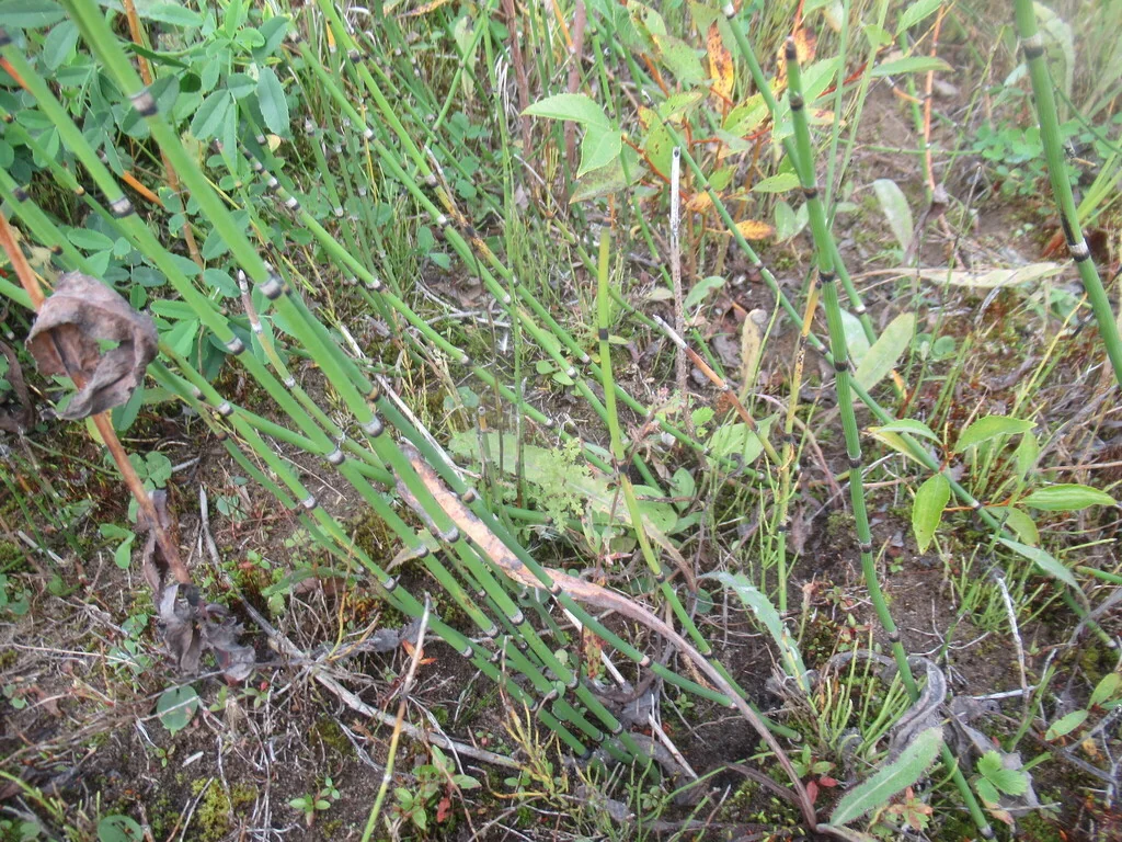 Equisetum Hyemale