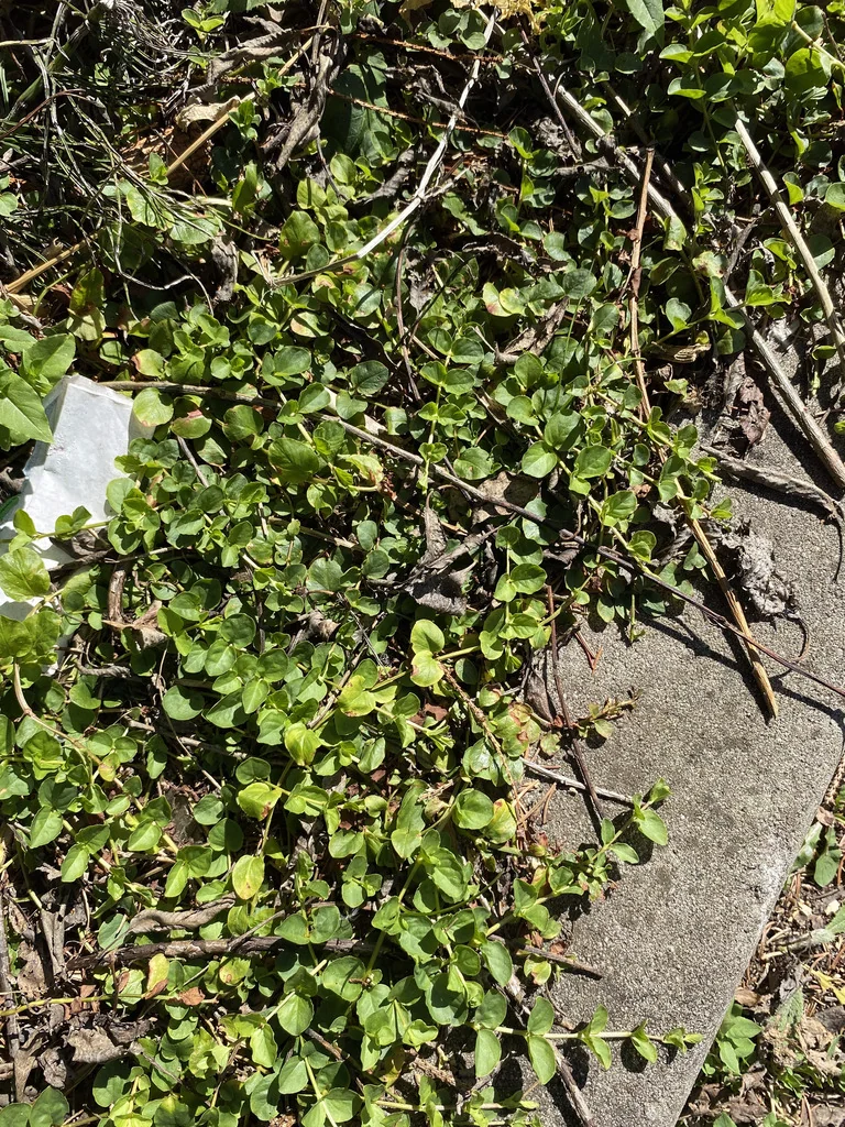 Lysimachia Nummularia