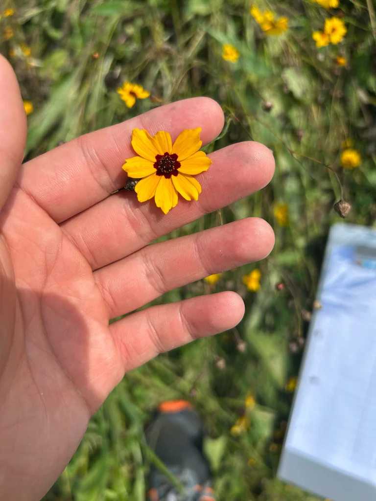 Coreopsis Tinctoria