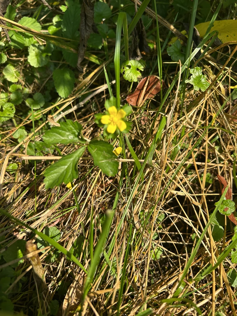 Duchesnea Indica