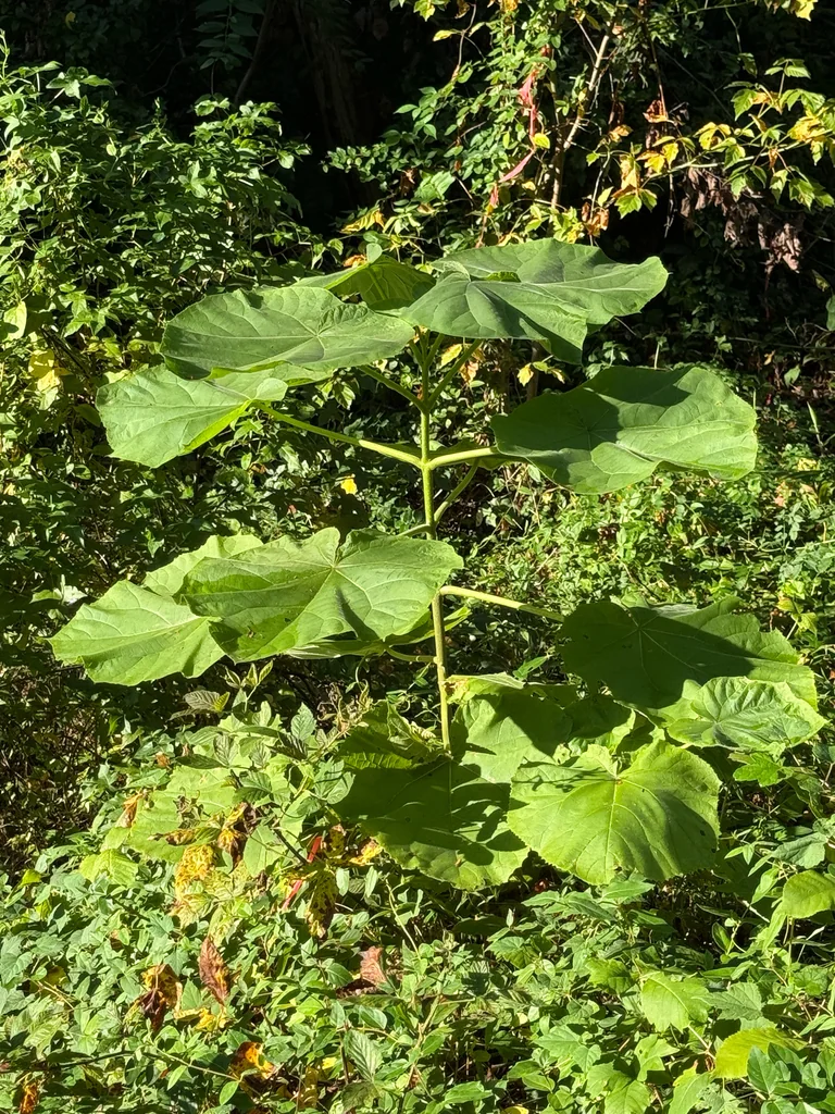 Paulownia Tomentosa