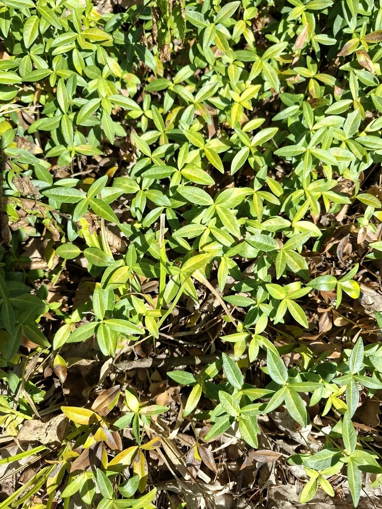 Vinca Minor