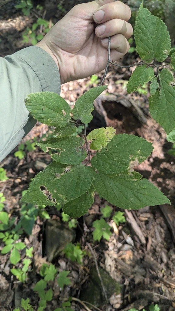 Celtis Occidentalis