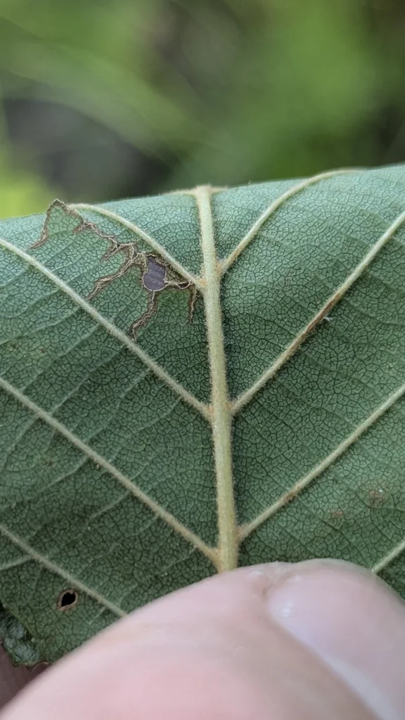 Alnus Serrulata