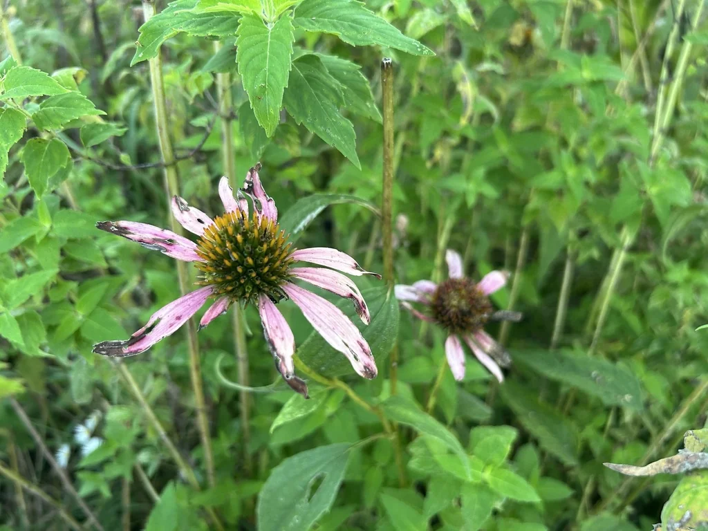 Echinacea Purpurea