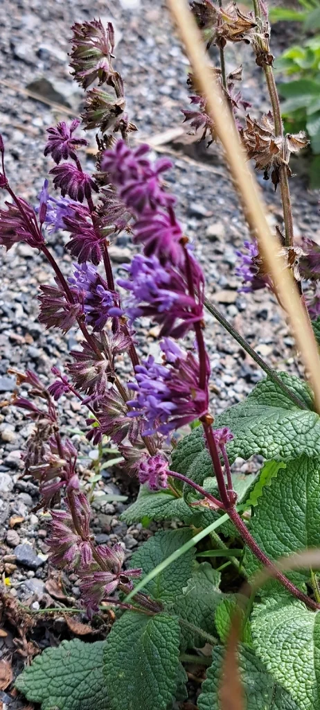 Salvia Verticillata
