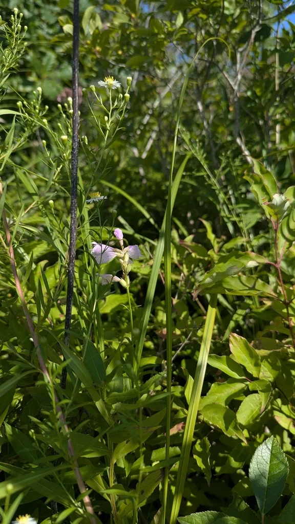 Physostegia Virginiana