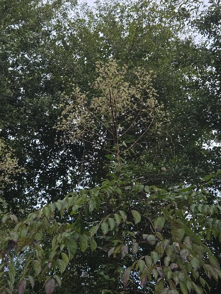 Aralia Spinosa