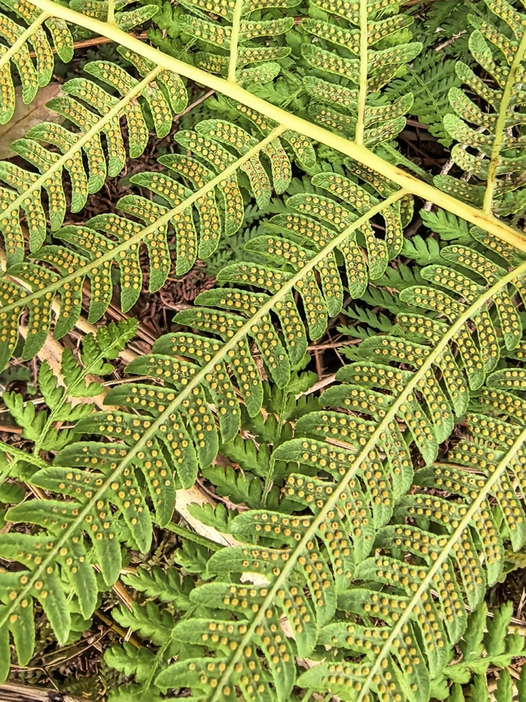 Cyathea cooperi