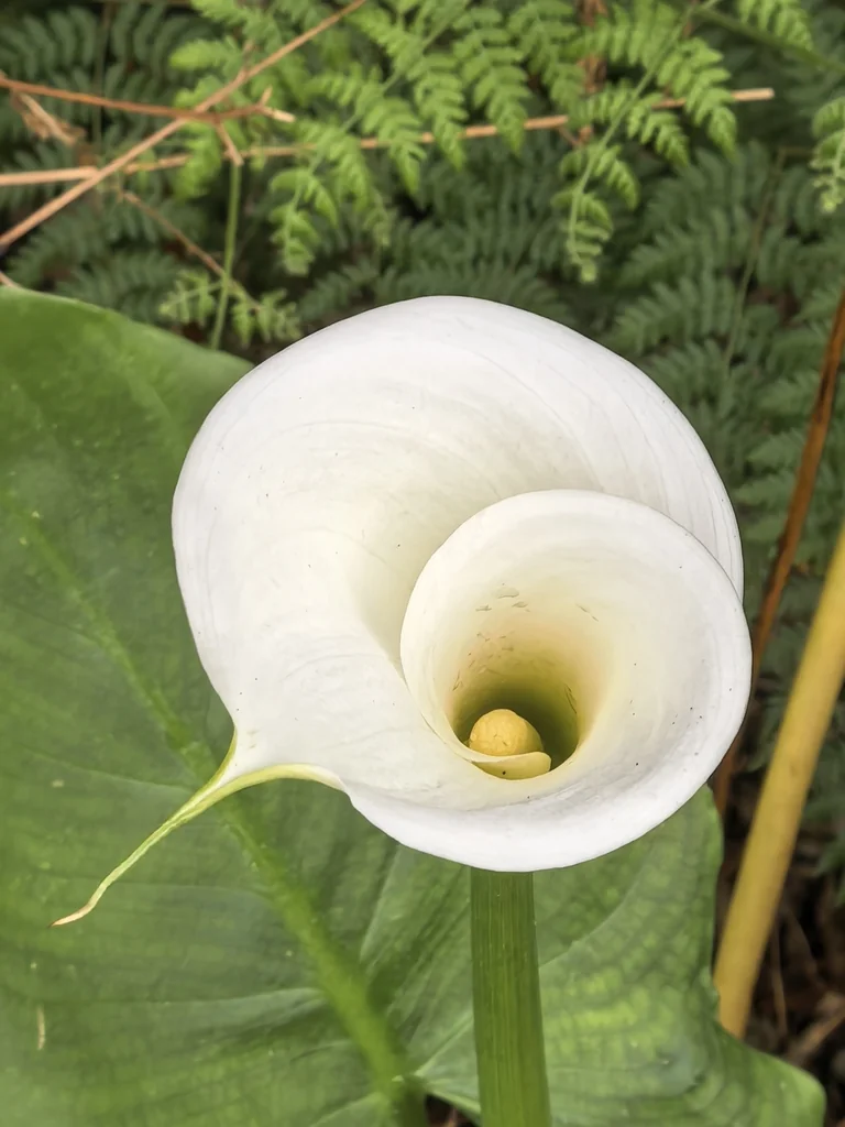 Zantedeschia Aethiopica