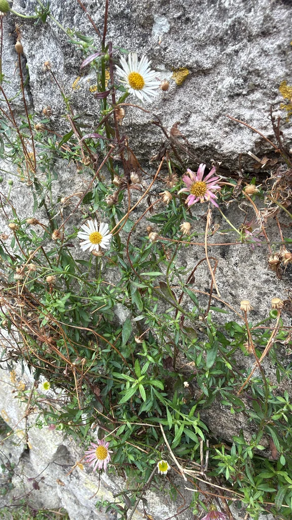 Erigeron Karvinskianus