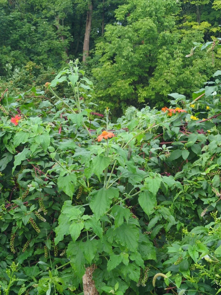 Tithonia Rotundifolia