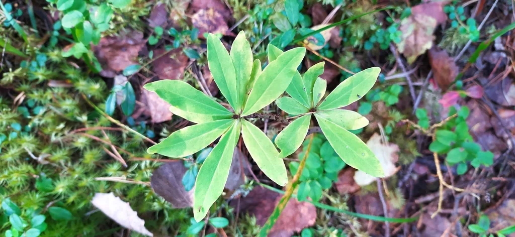 Daphne Mezereum