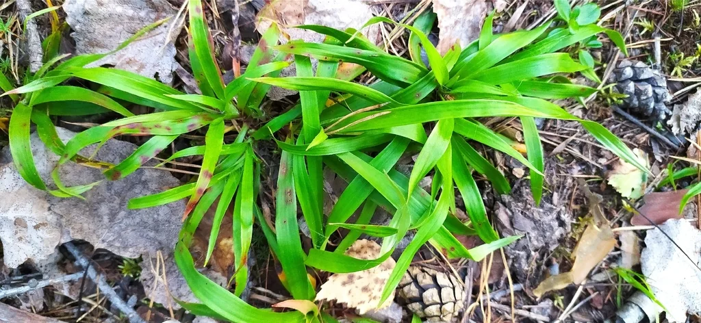Luzula Pilosa