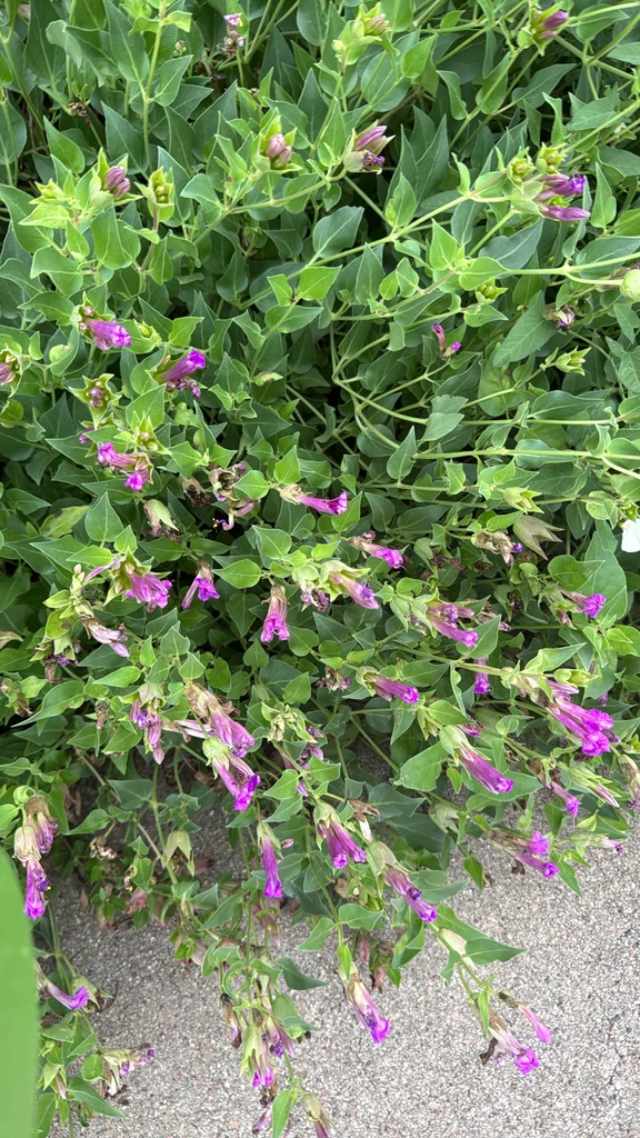 Mirabilis Multiflora
