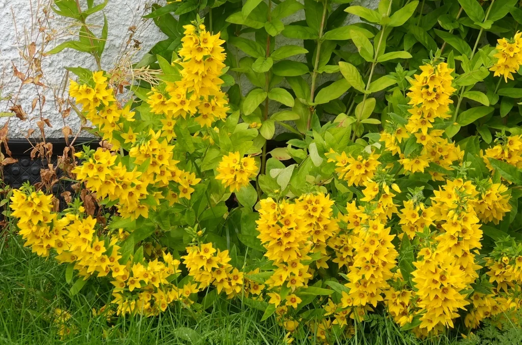 Lysimachia Punctata