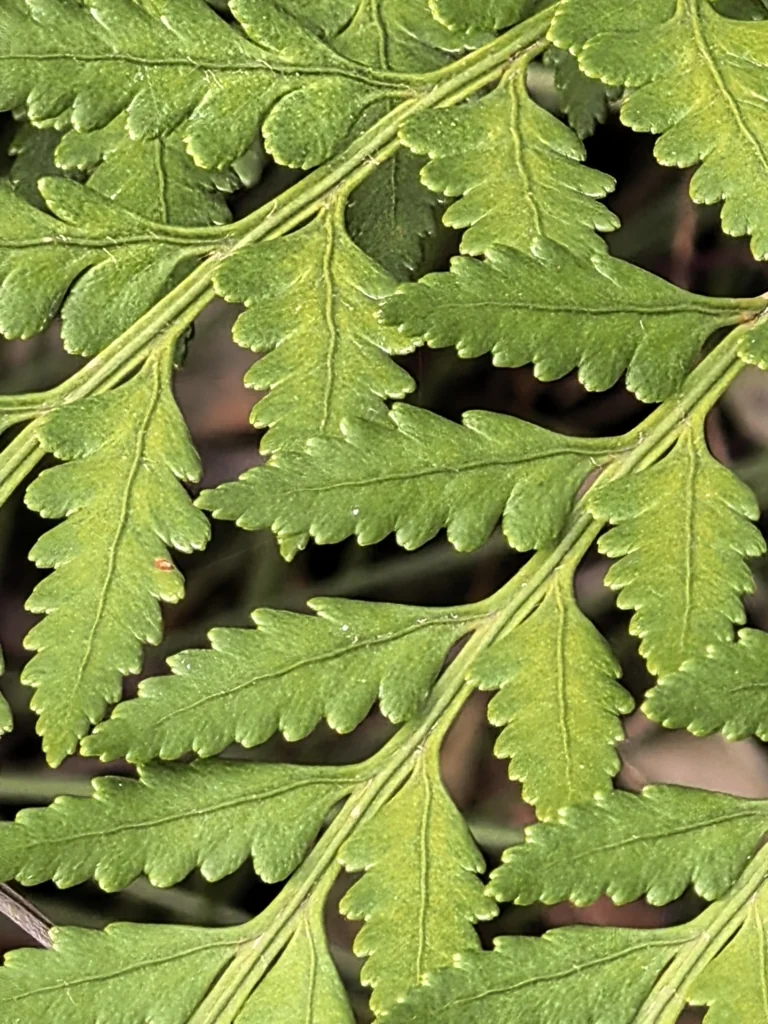 Rumohra Adiantiformis