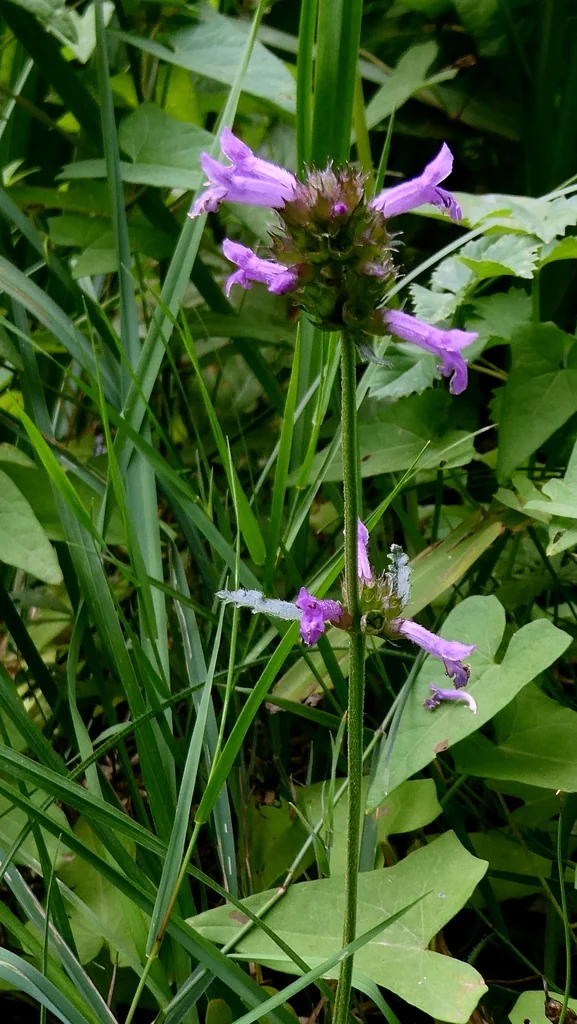 Stachys Officinalis