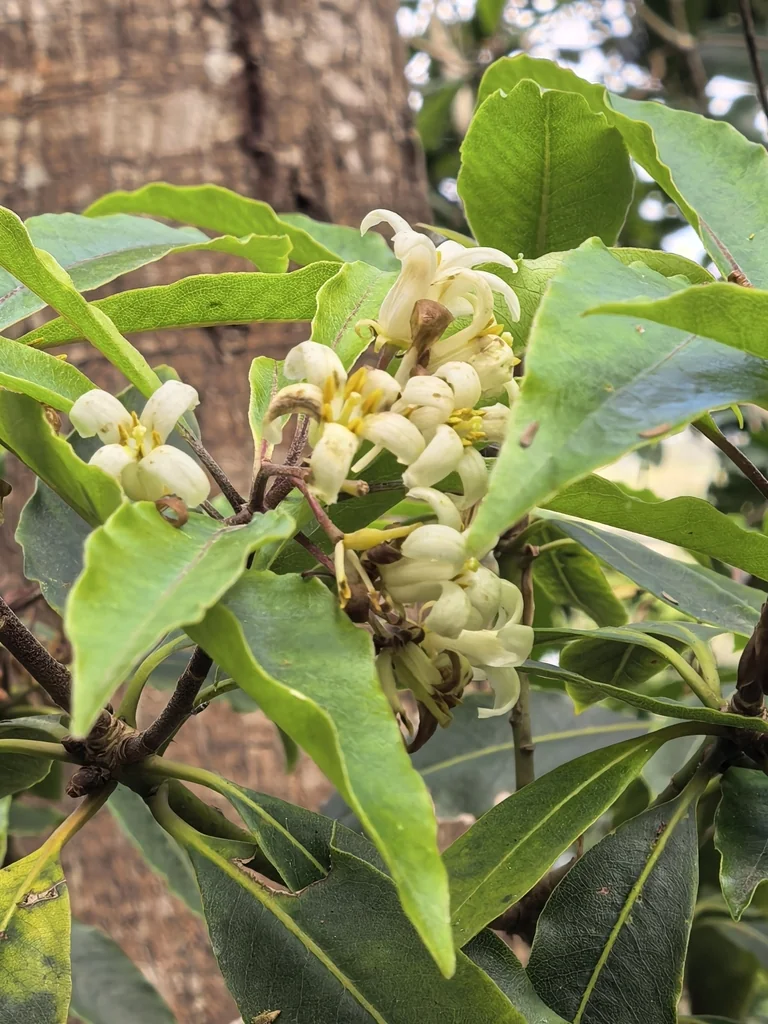 Pittosporum Undulatum